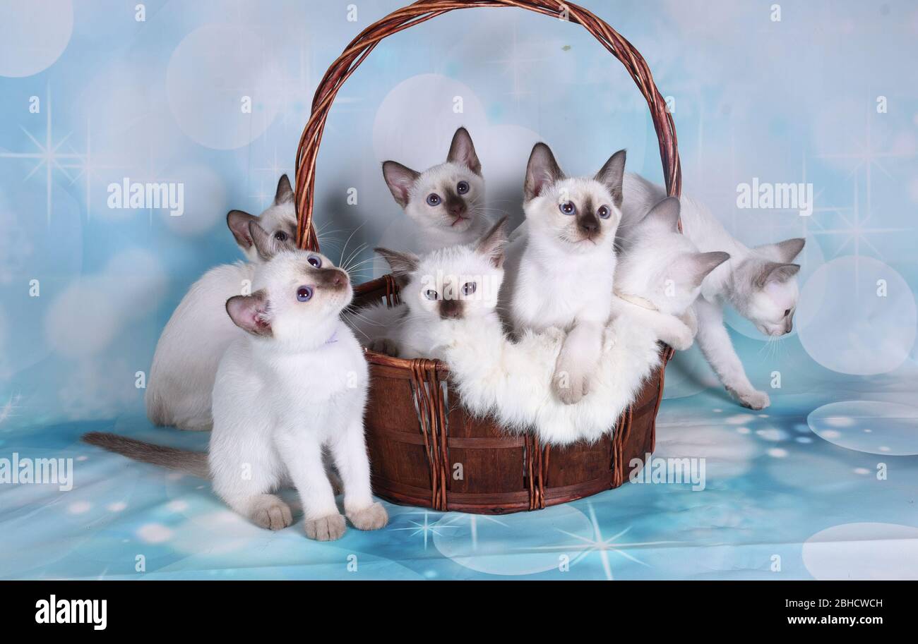 cat show on background full of color Stock Photo