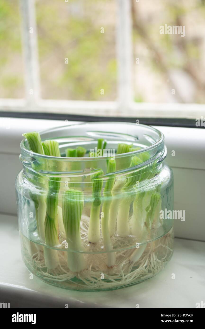 Growing green onions scallions from scraps by propagating in water in a