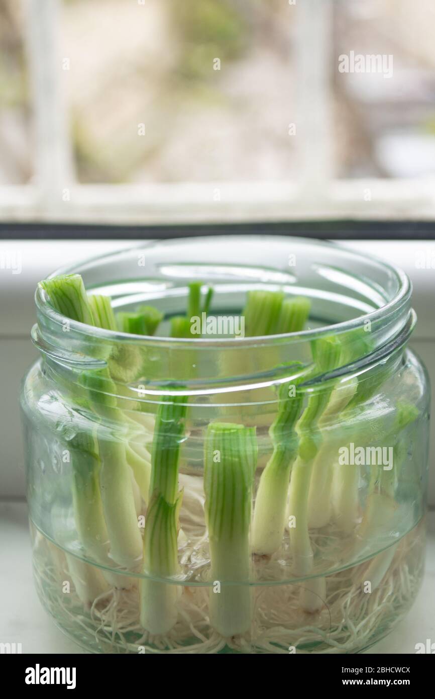Growing green onions scallions from scraps by propagating in water in a
