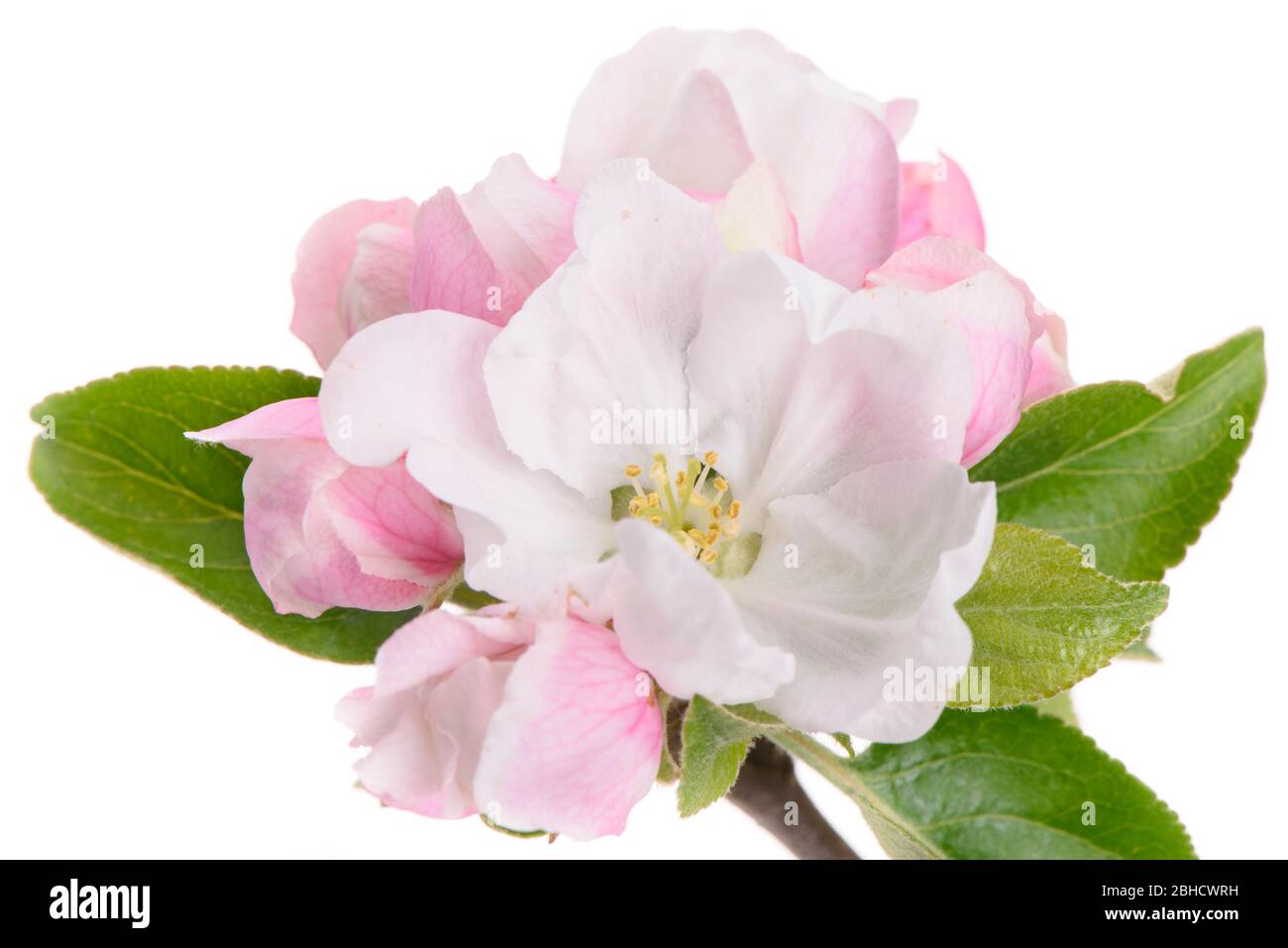 blooming blossoms of apple tree isolated over white background Stock Photo