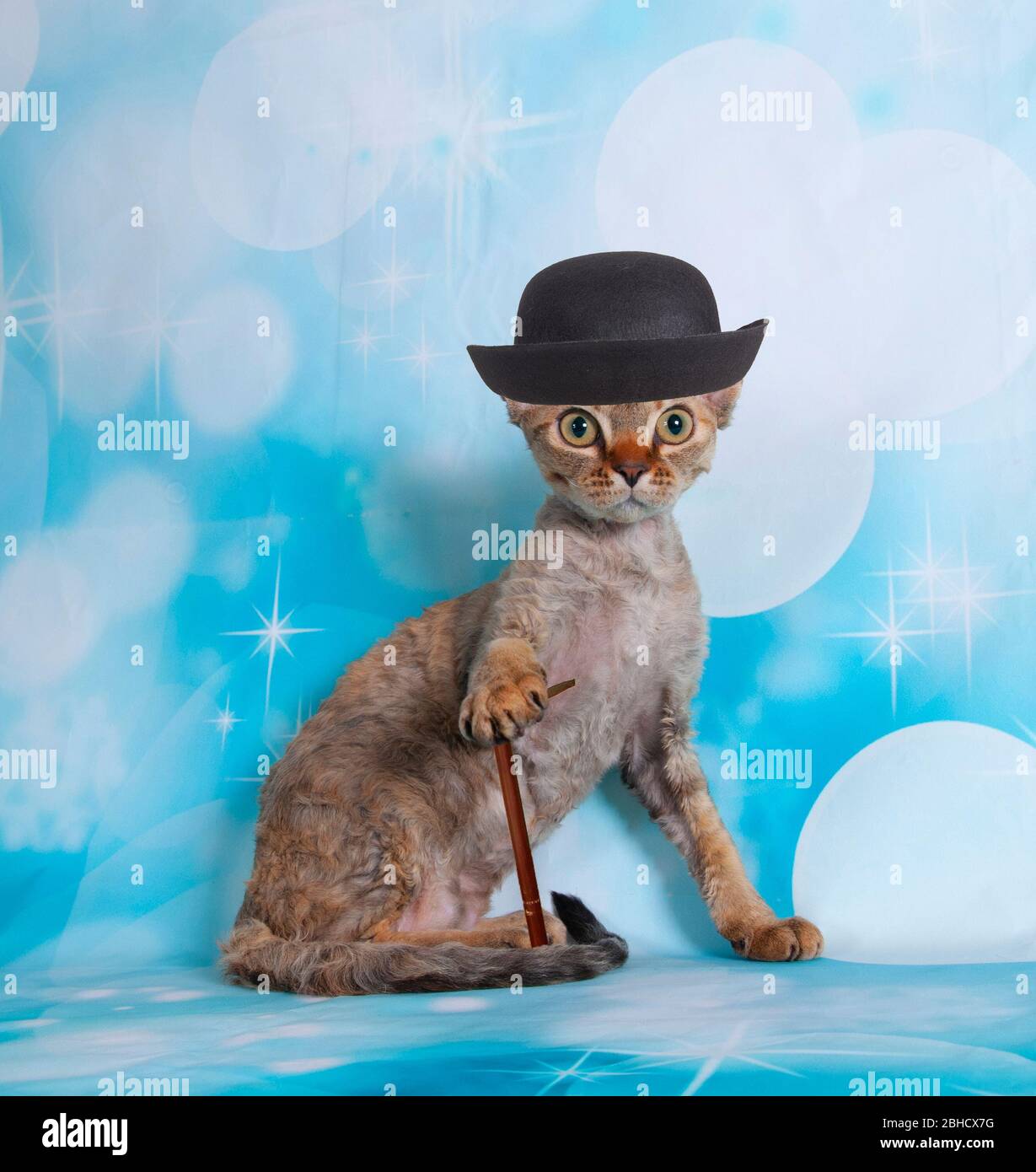 Busted, funny humorous large original photograph of a bad cat wearing  vintage dress and sweater posing for her mug shot at the Cat-town Jail