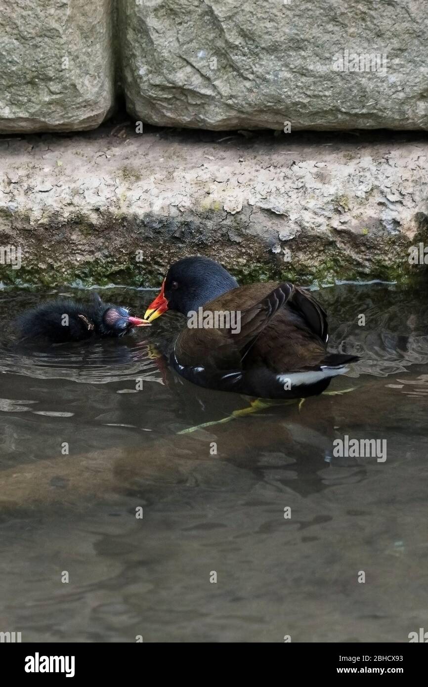 A Moorhen Gallinula chloropus feeding a chick in Trenance Boating Lake in Trenance Gardens in Newquay in Cornwall. Stock Photo