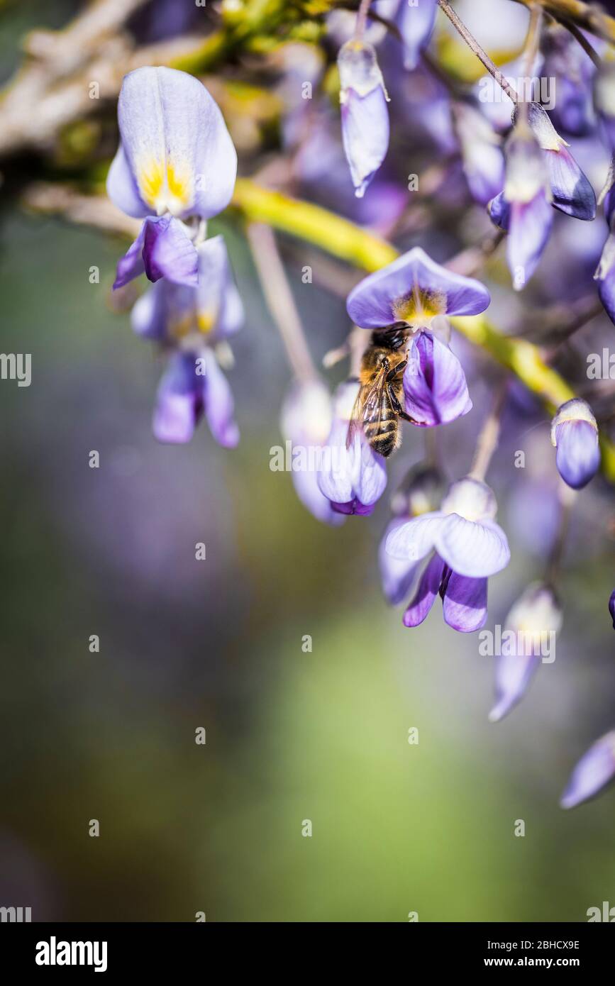A Honey Bee Apis gathering nectar from the flowers of the Wisteria plant. Stock Photo