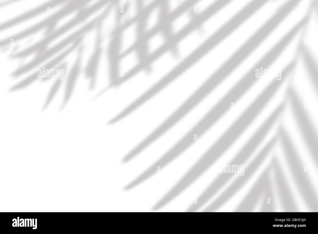 gray shadow of the palm leaves on a white wall Stock Photo - Alamy