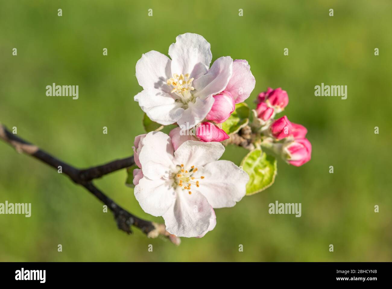 Beauty in the orchard hi-res stock photography and images - Alamy