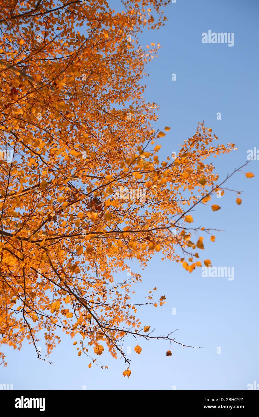 A plane tree with orange leaves and cones against the blue sky in the ...
