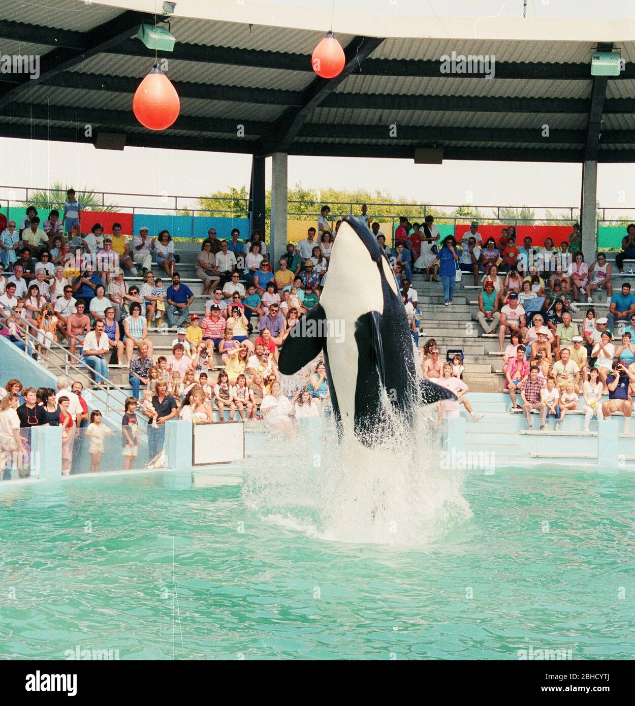 A killer whale jumping out of the water during a performance at Miami Seaquarium in the 1980's, Florida, USA Stock Photo