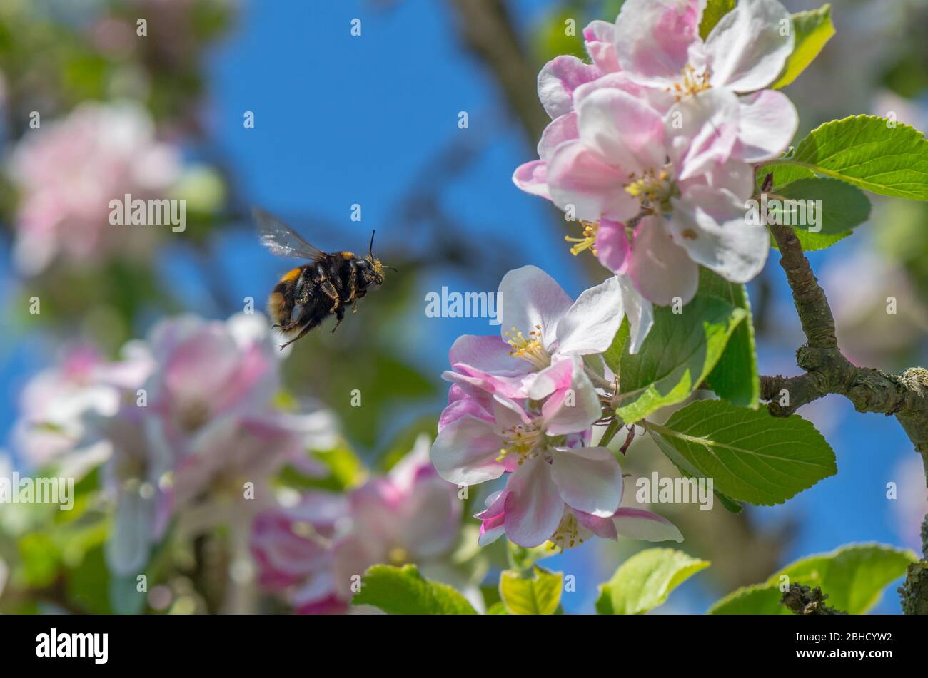 Bumble bee flying towards the blossom of an apple tree. Stock Photo