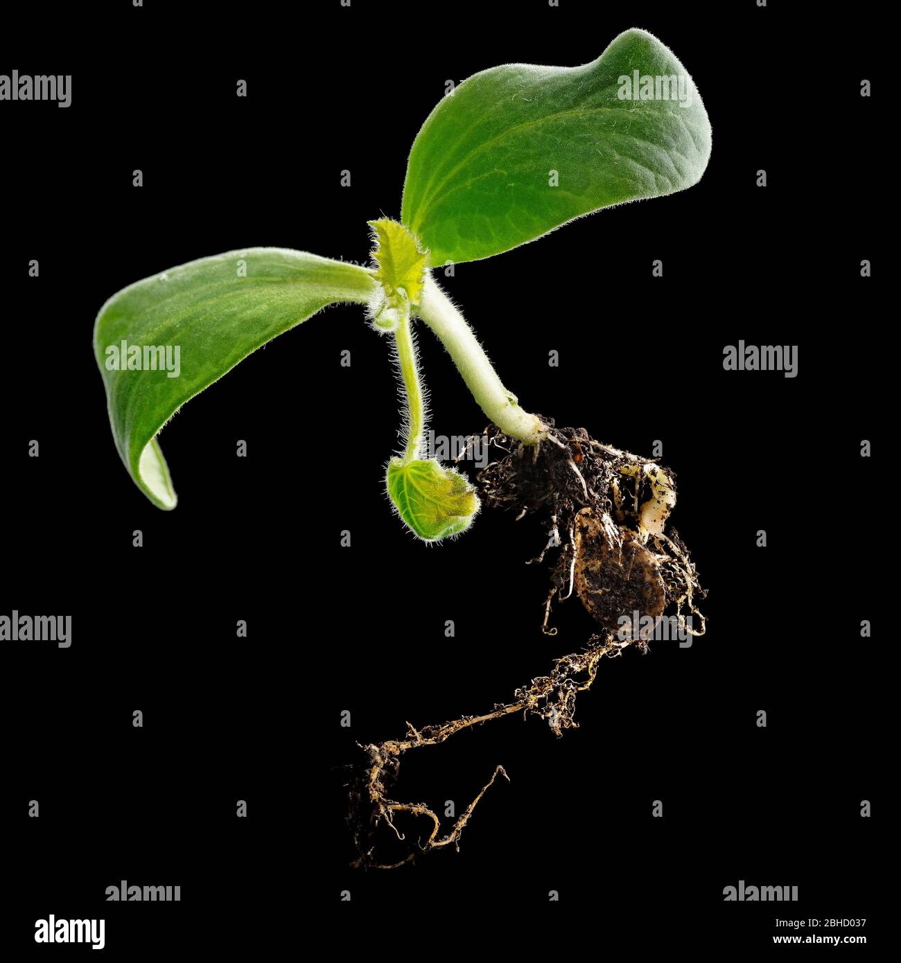 My Image 32