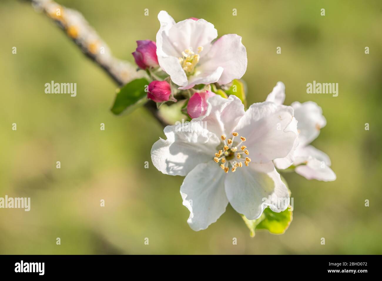 Beauty in the orchard hi-res stock photography and images - Alamy