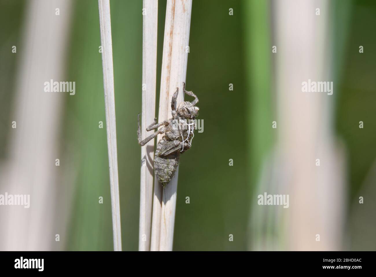 Nymph skin abandoned on a reed after the dragonfly inside broke out and flew away. Pond reeds. Lifecycle. Stock Photo