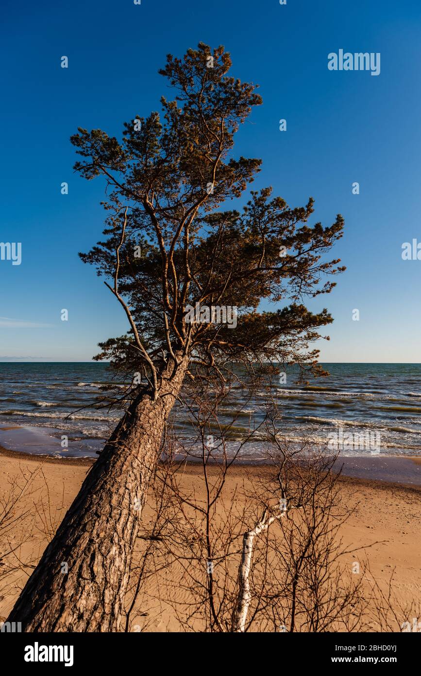 the baltic sea and pine leaning over the sand of the beach trying to reach the water line Stock Photo