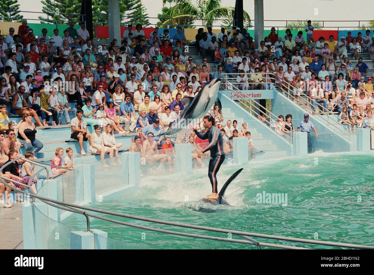 A trainer rides on a killer whale during a performance at Miami Seaquarium in the 1980's, Florida, USA Stock Photo