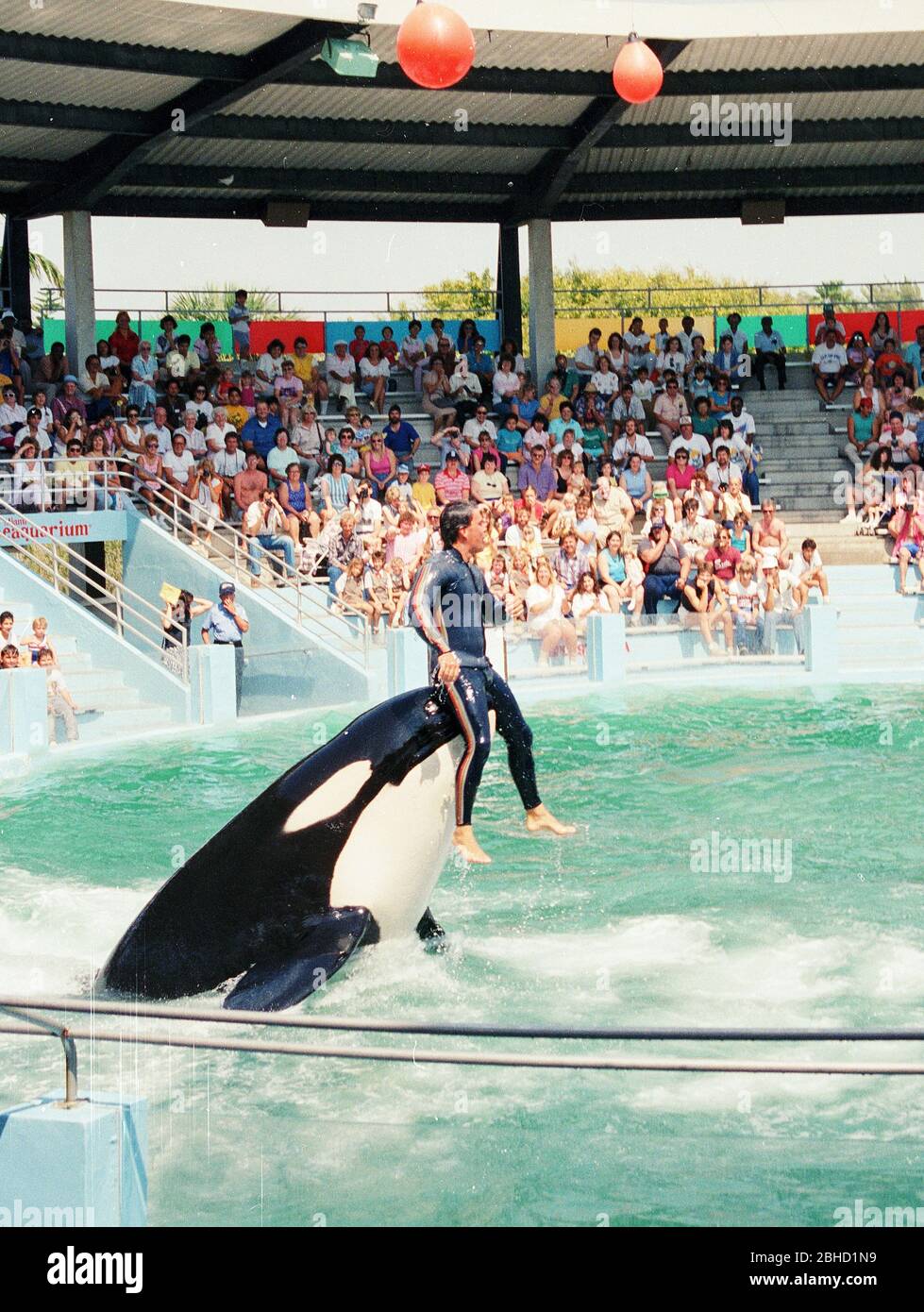 A trainer rides on the nose of  a killer whale during a performance at Miami Seaquarium in the 1980's, Florida, USA Stock Photo