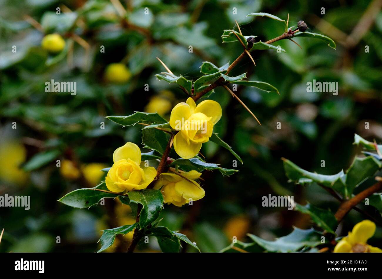 Berberis, flowering barberry with poisonous spiny leaves Stock Photo