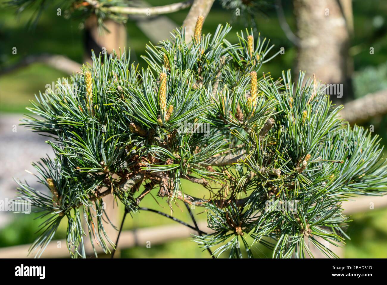 Close Up Of A Pinus Parviflora Stock Photo