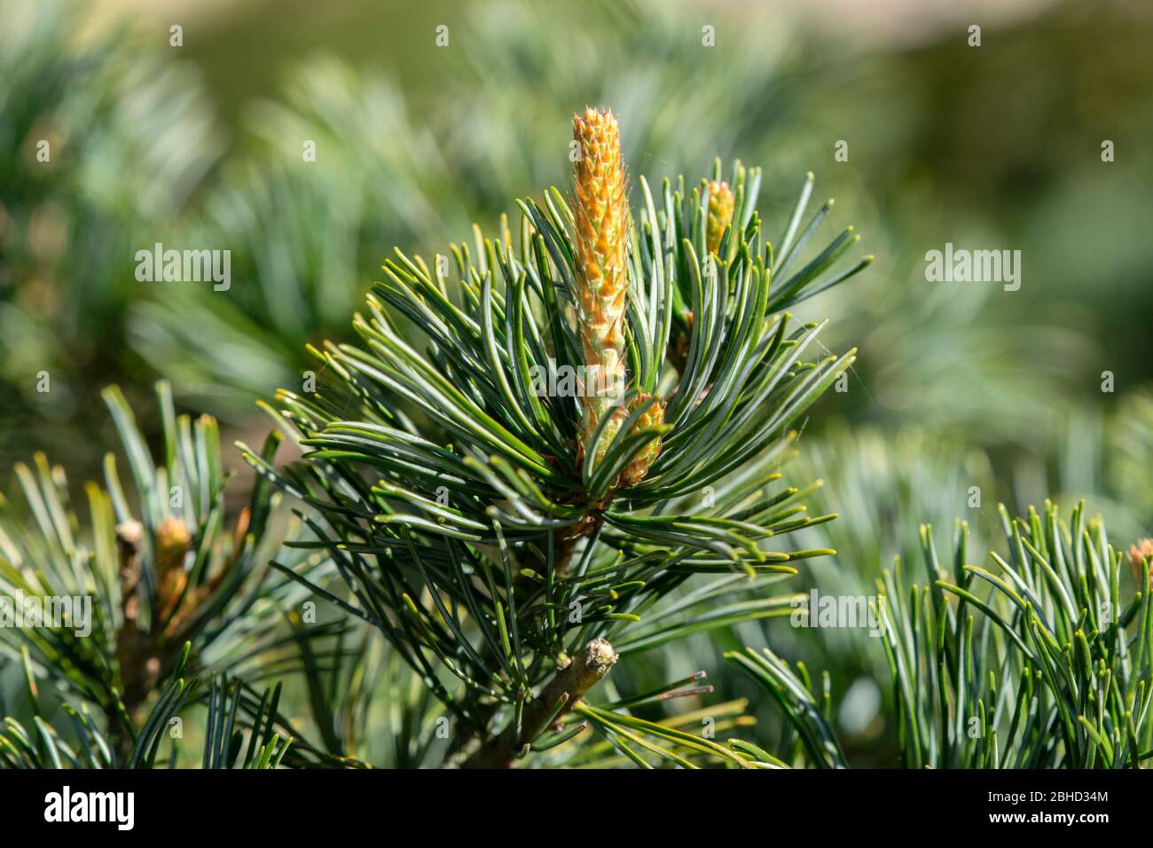 Close Up Of A Pinus Parviflora Stock Photo