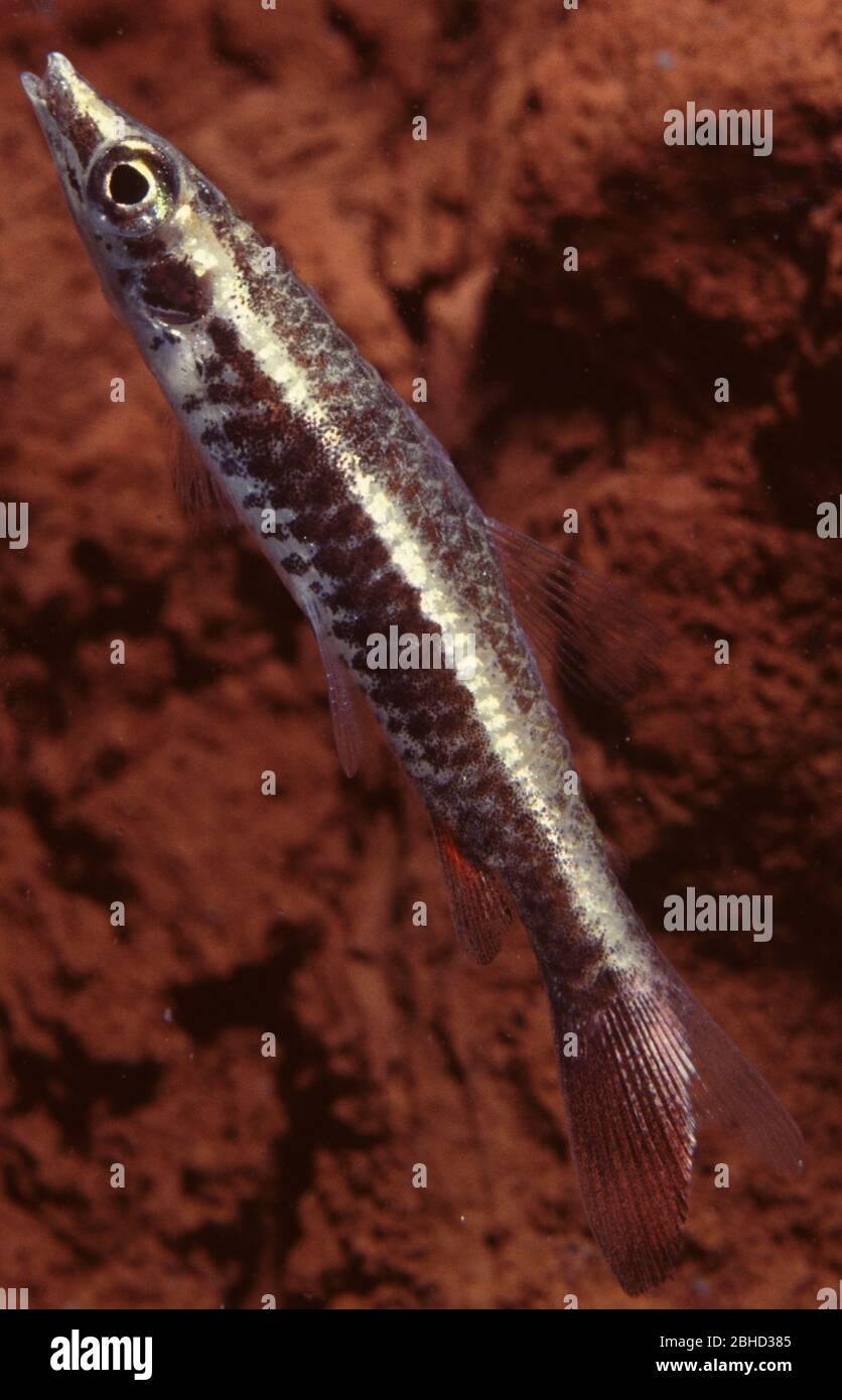 Three-striped or Brown-tailed pencilfish (Nannobrycon eques) Stock Photo