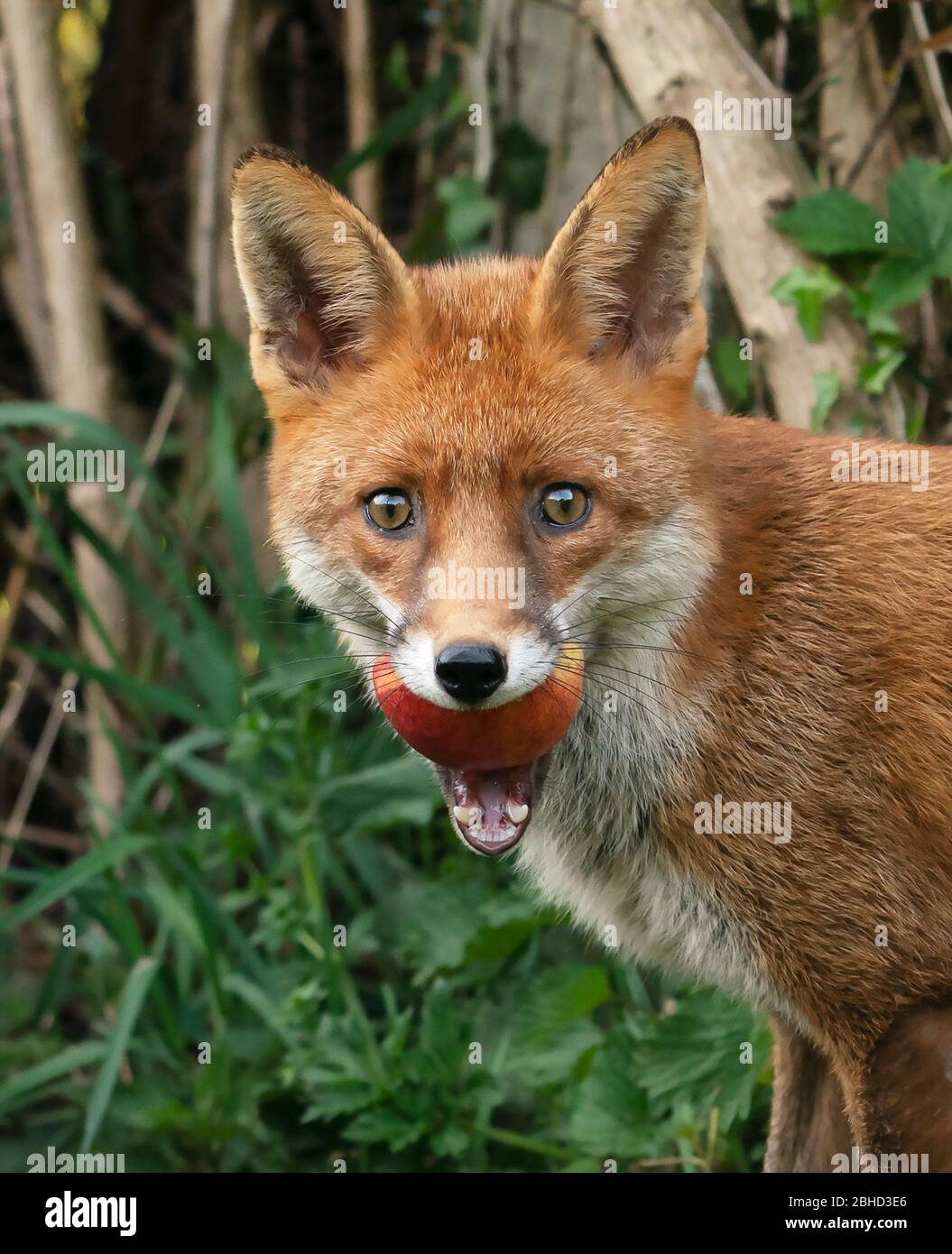 A wild Red Fox (Vulpes vulpes) carries off an apple from a Warwickshire garden Stock Photo