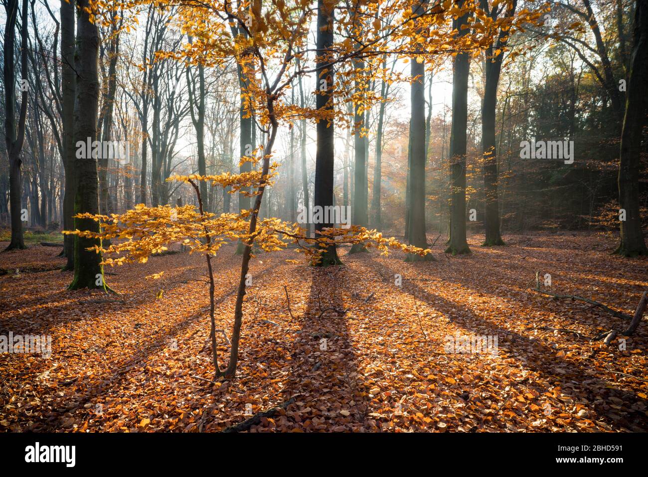 sun shines through autumn trees in a forest Stock Photo