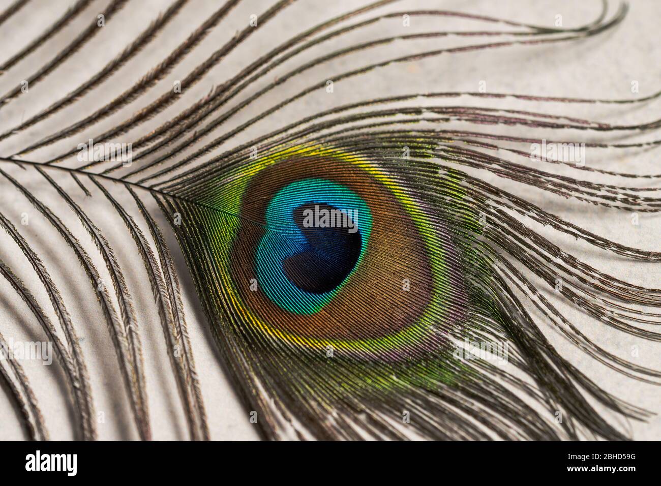 peacock feather Stock Photo