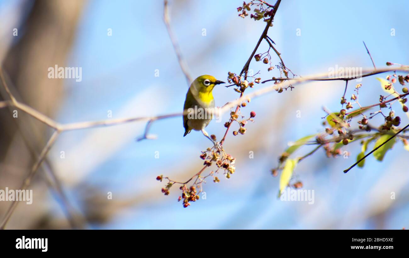 Green Bee Eaters High Resolution Stock Photography and Images - Alamy
