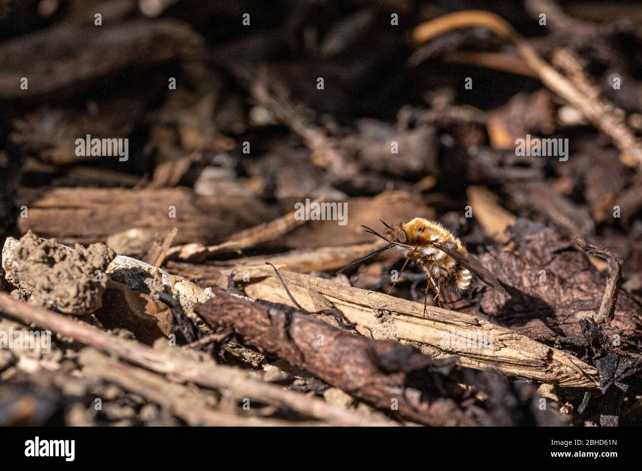 The beefly larva feed on ground dwelling bees grubs, laying eggs near