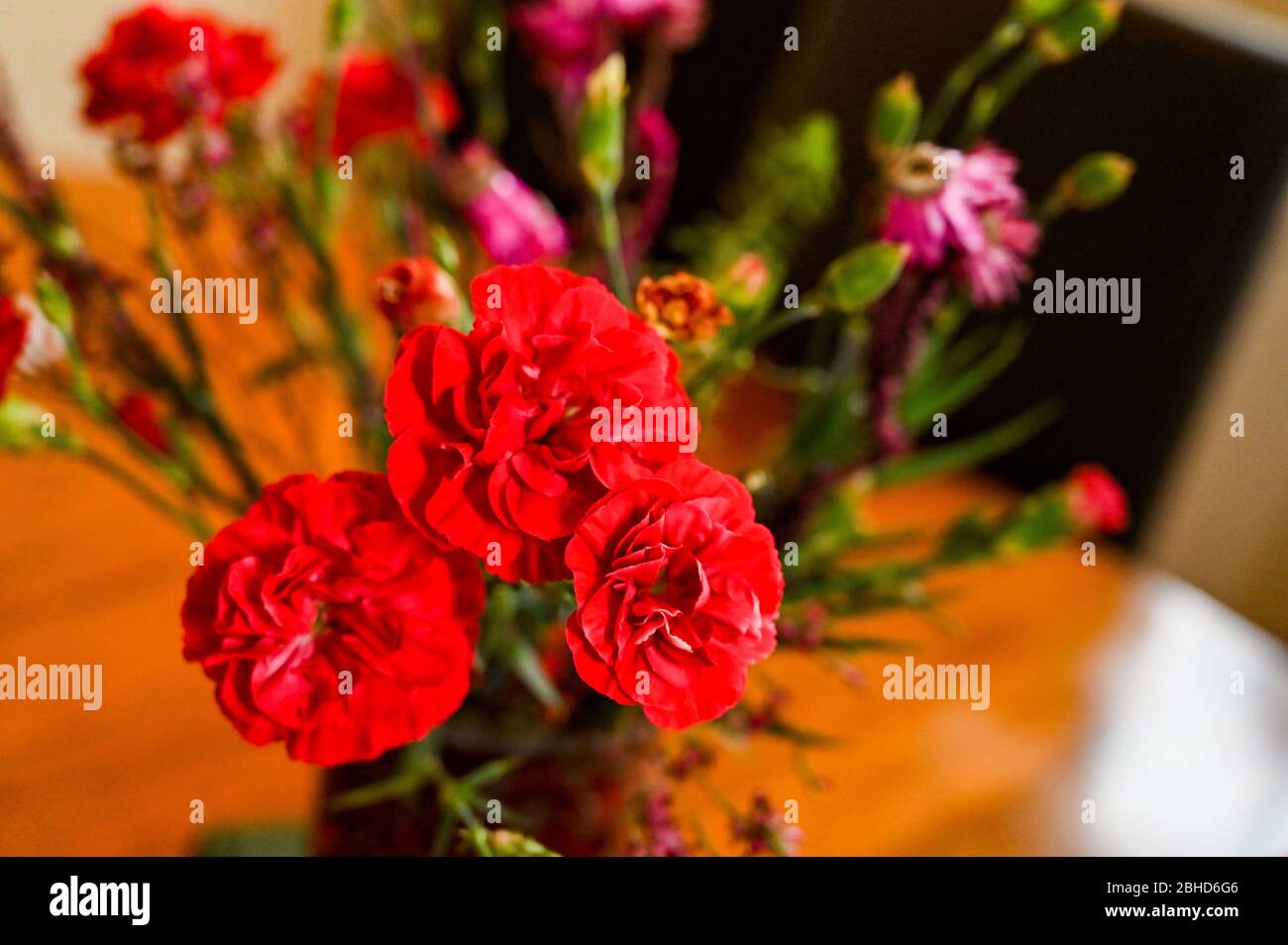 Red carnations in a vase on display at home Stock Photo Alamy