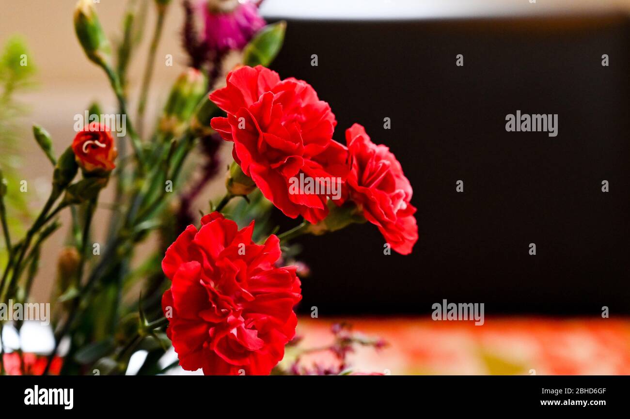 Red carnations in a vase on display at home Stock Photo Alamy