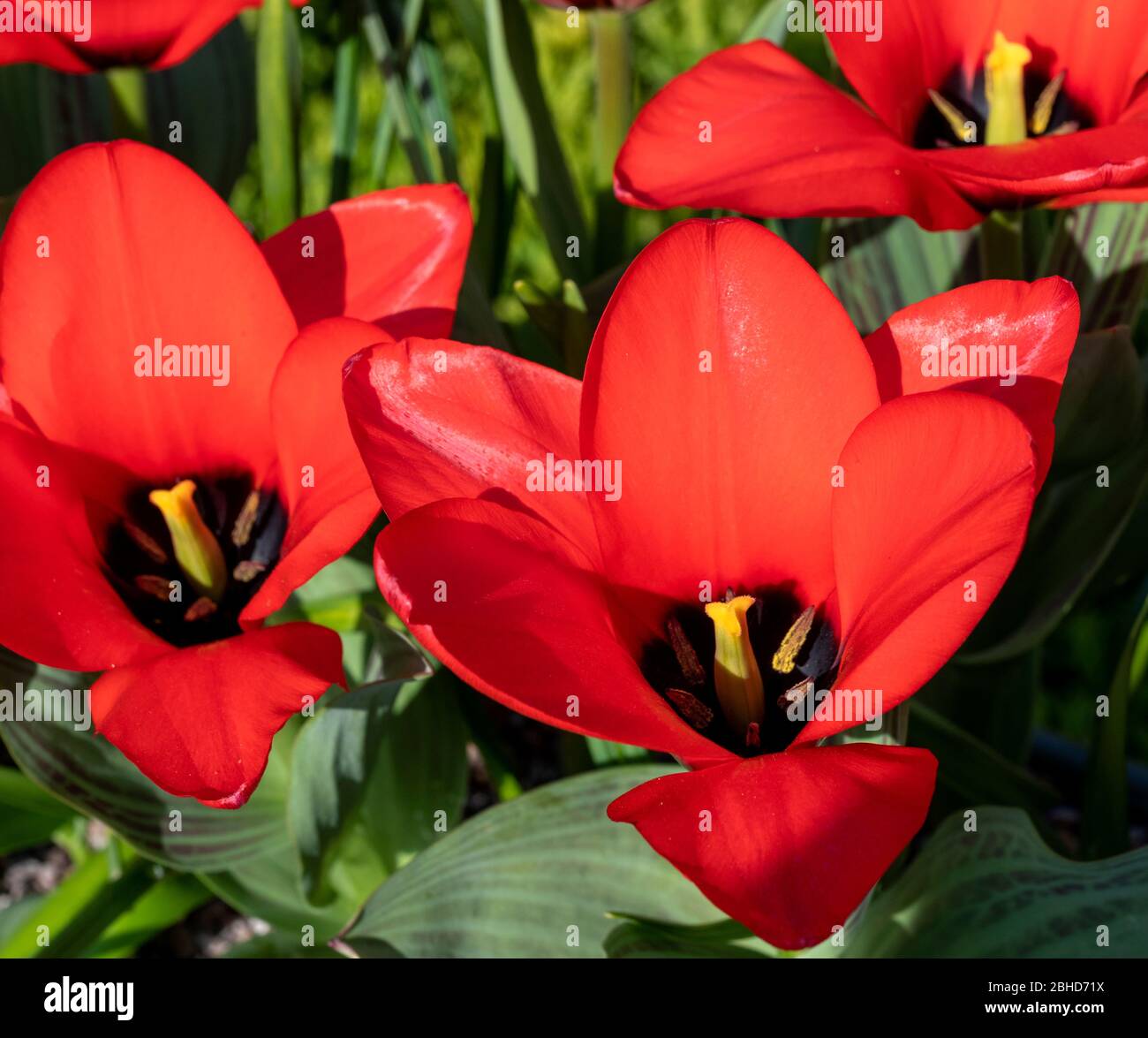 Close-up of Eyed Tulip - Tulipa agenensis - a bulb-forming perennial Stock Photo