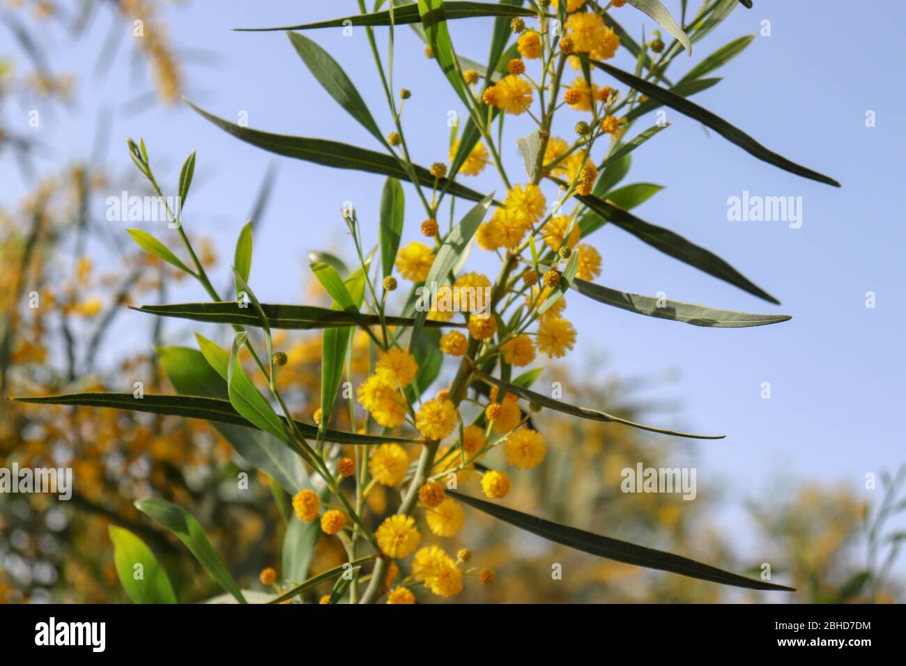 Western australian golden wattle hires stock photography and images