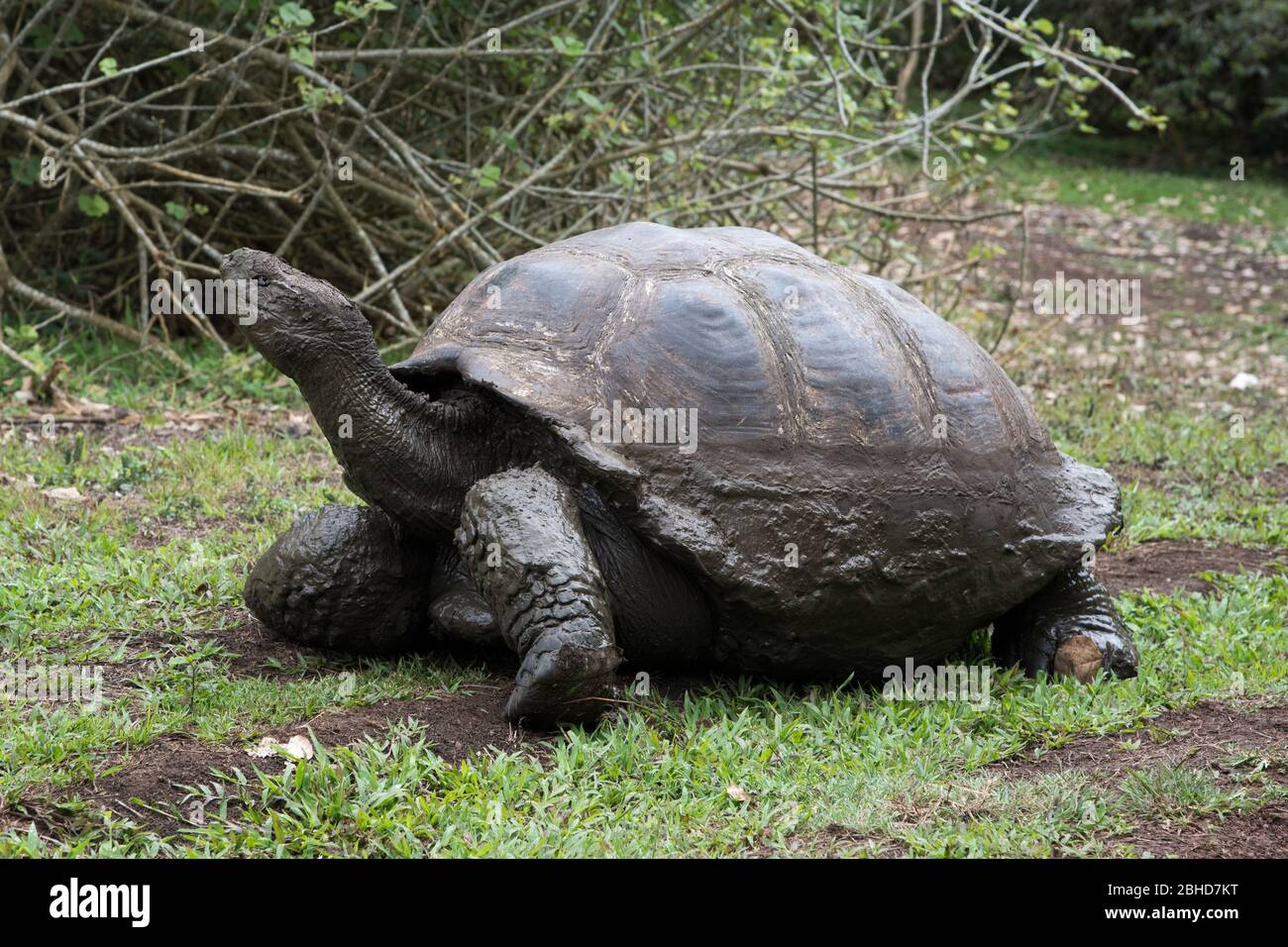 Galápagos tortoise in the El Chato Reserve on Santa Cruz at the Galapagos Islands. Stock Photo
