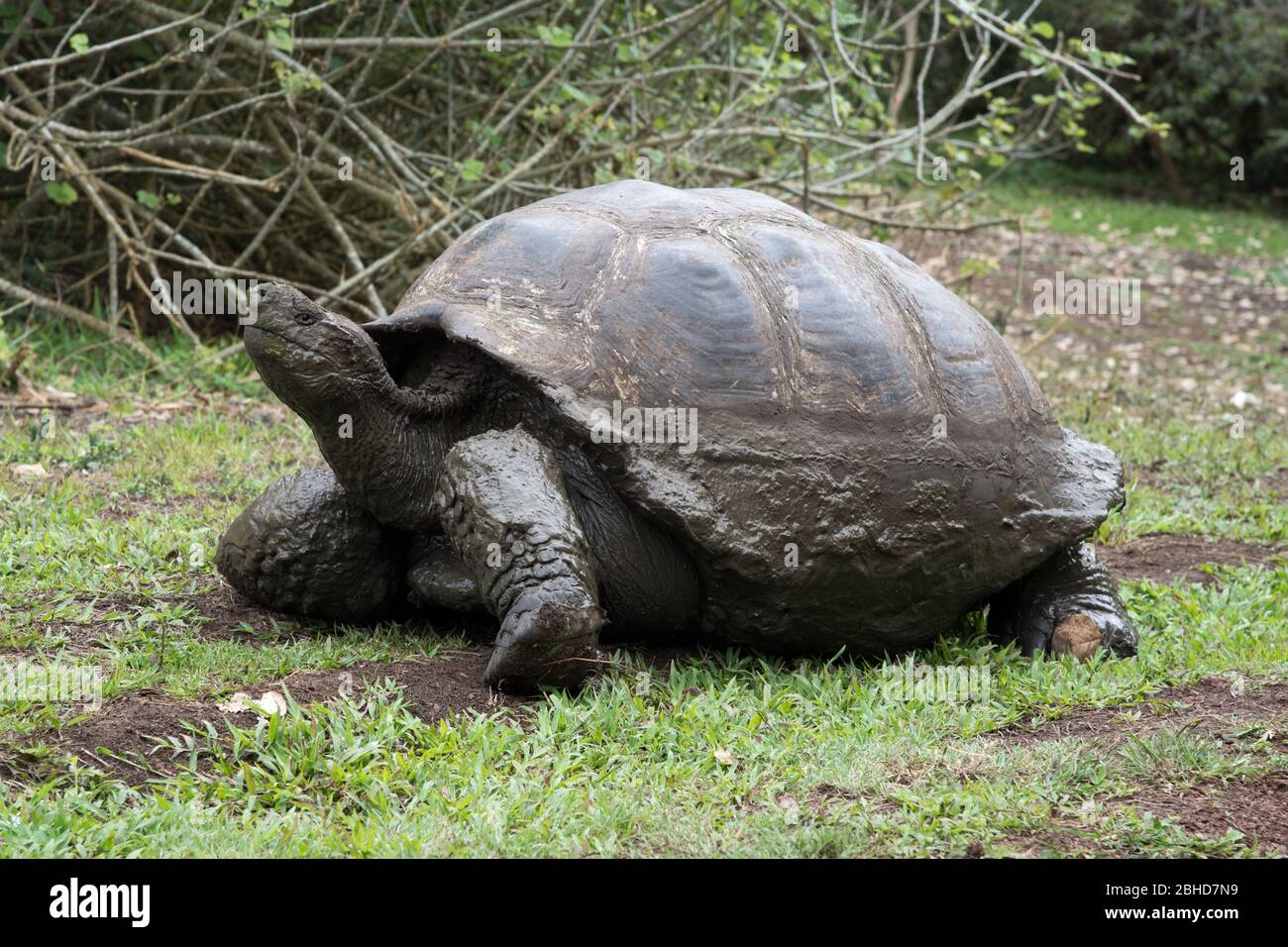 Galápagos tortoise in the El Chato Reserve on Santa Cruz at the Galapagos Islands. Stock Photo