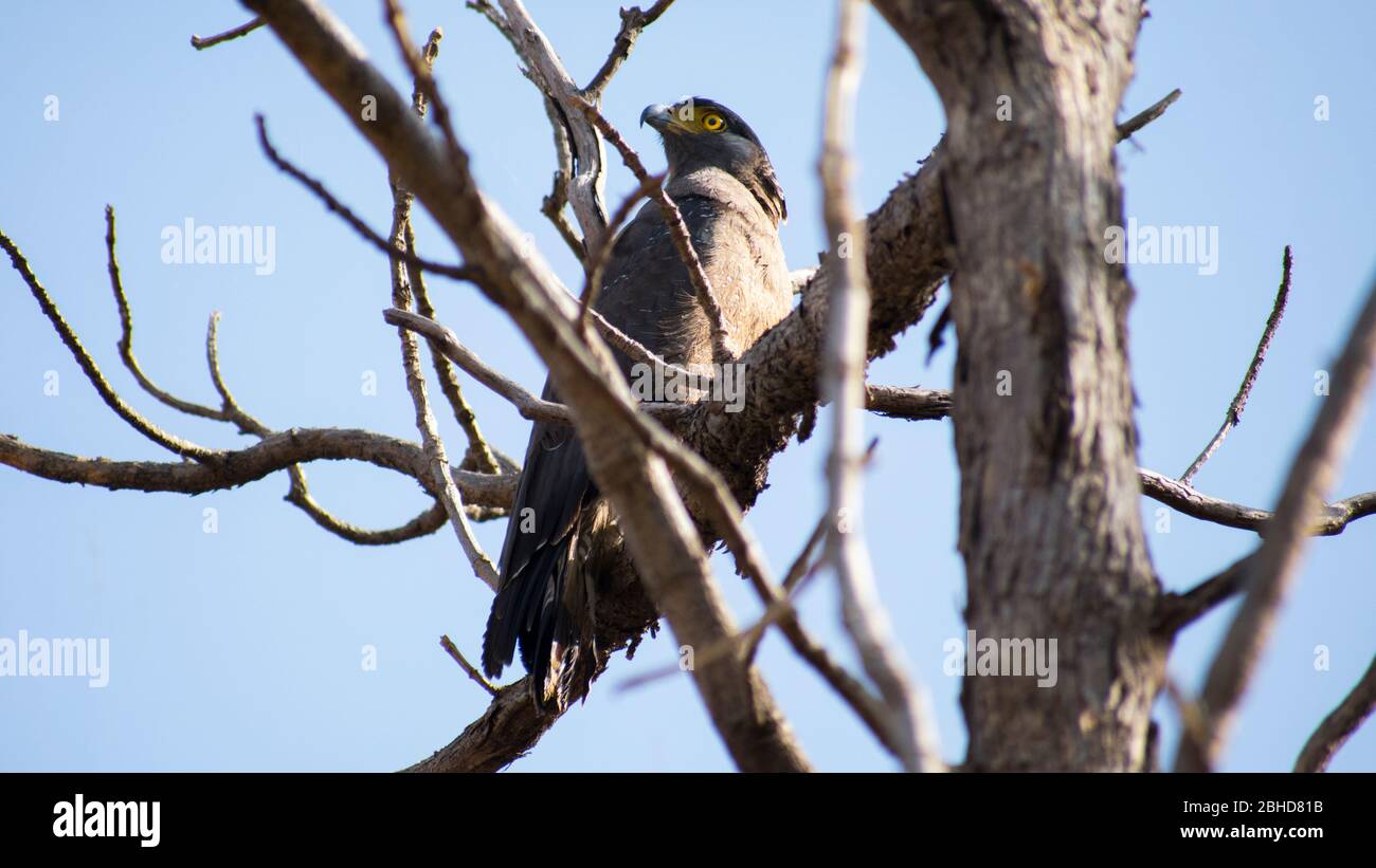 Cheel bird hi-res stock photography and images - Alamy