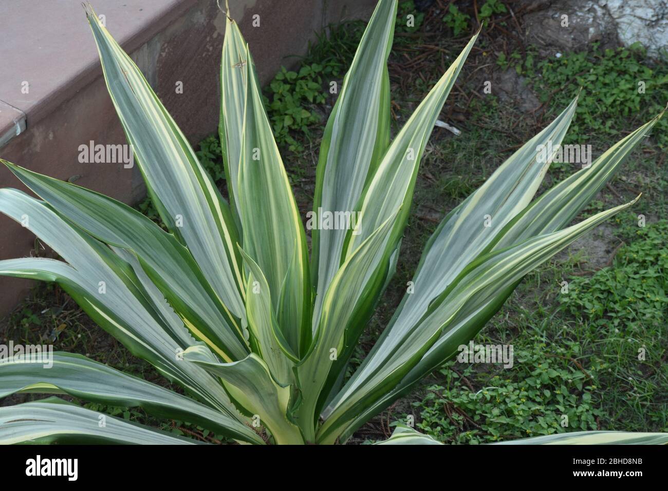 Injaro Tree Plants in Yadvindra Gardens, Pinjore Stock Photo - Alamy