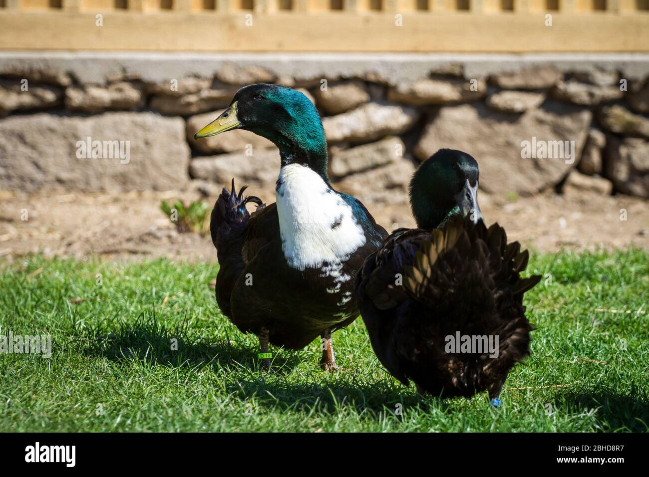 Pommeranian duck pair / Pommernente (Anas platyrhynchos domesticus) Stock Photo