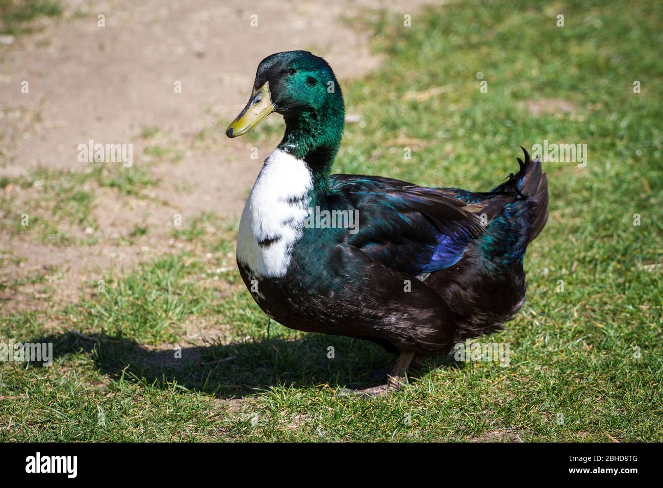 Pommeranian Duck Male Pommernente Anas Platyrhynchos Domesticus Stock Photo Alamy