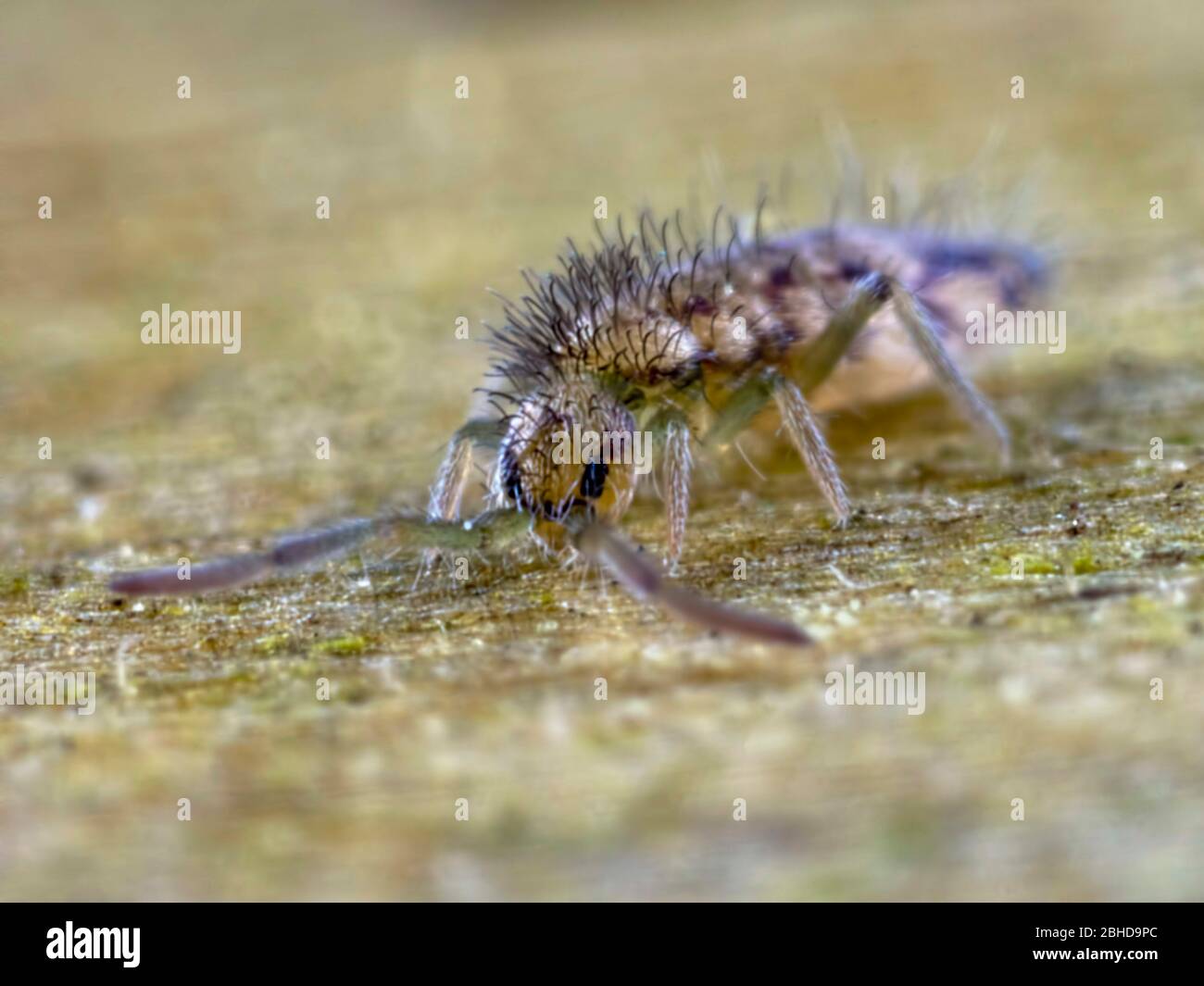 Elongated-bodied springtail Stock Photo