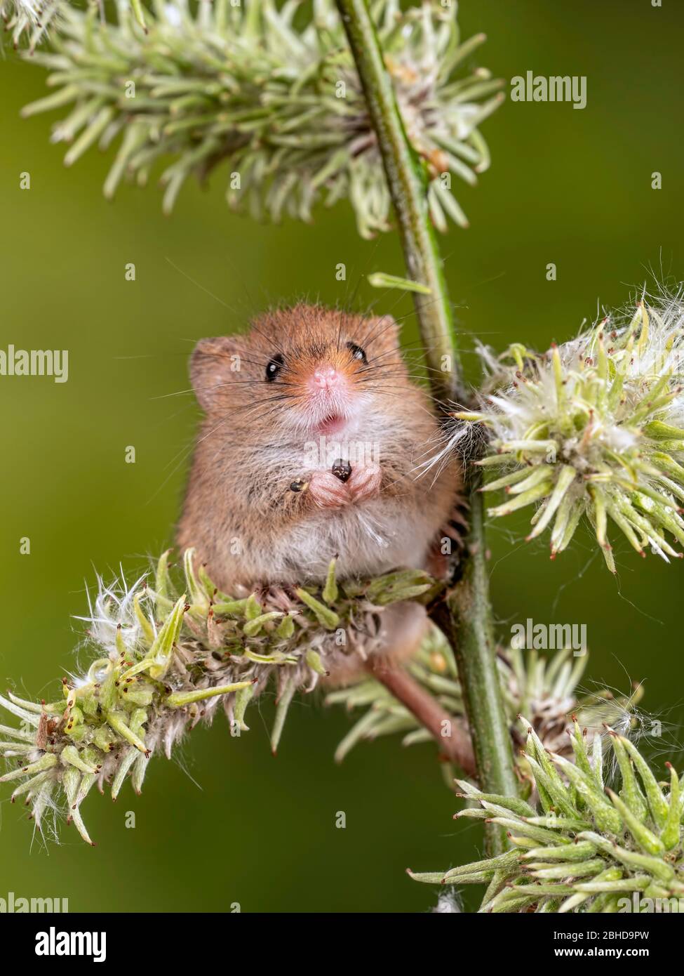 A Cute Harvest Mouse Stock Photo