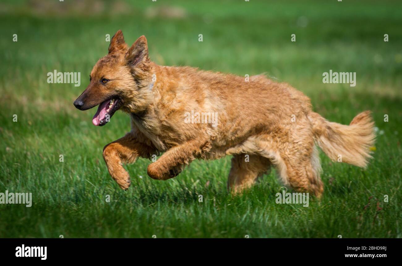 Westerwälder Kuhhund (Old German Sheepdog) running over a meadow Stock Photo