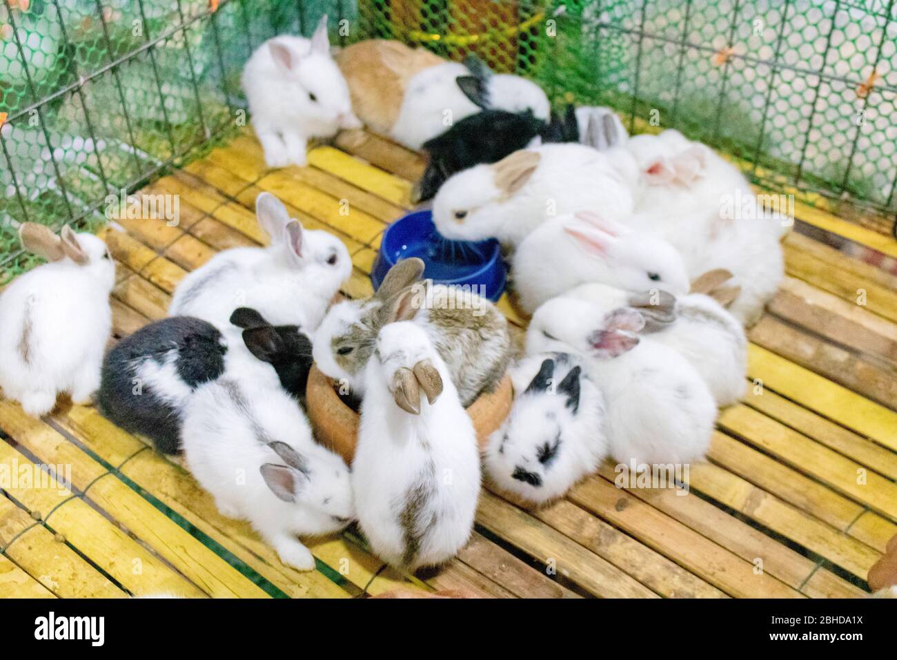 Photo of Pack of bunnies in their cage waiting for selling Stock Photo