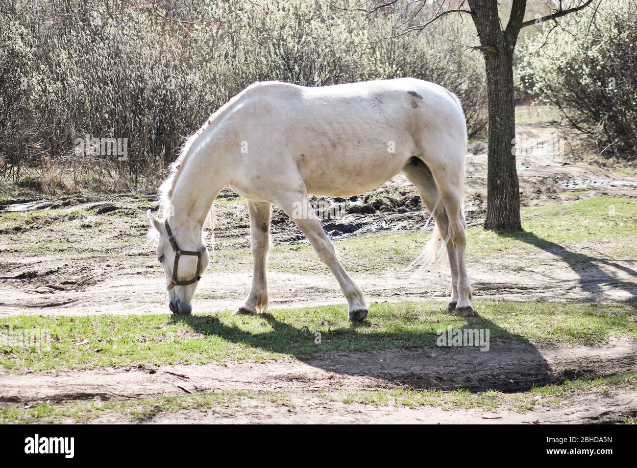 Old horse old nag hi-res stock photography and images - Alamy