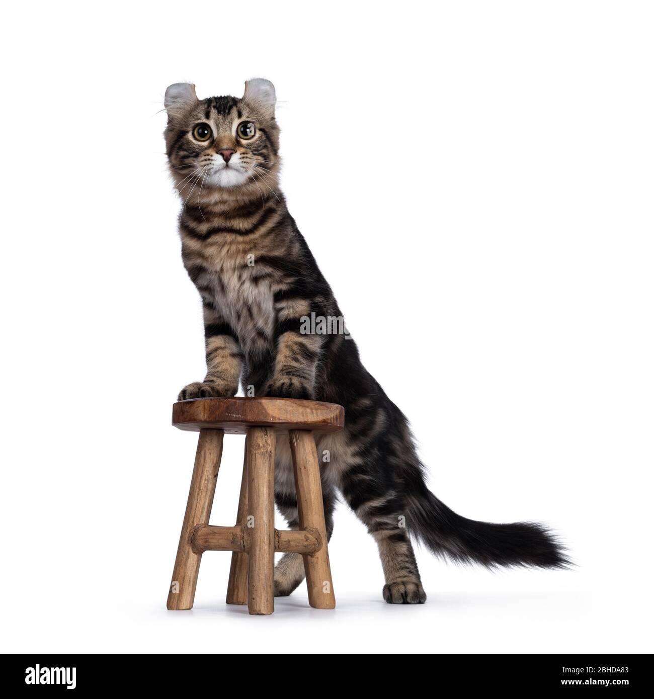 Adorable black tabby blotched American Curl cat kitten, standing side