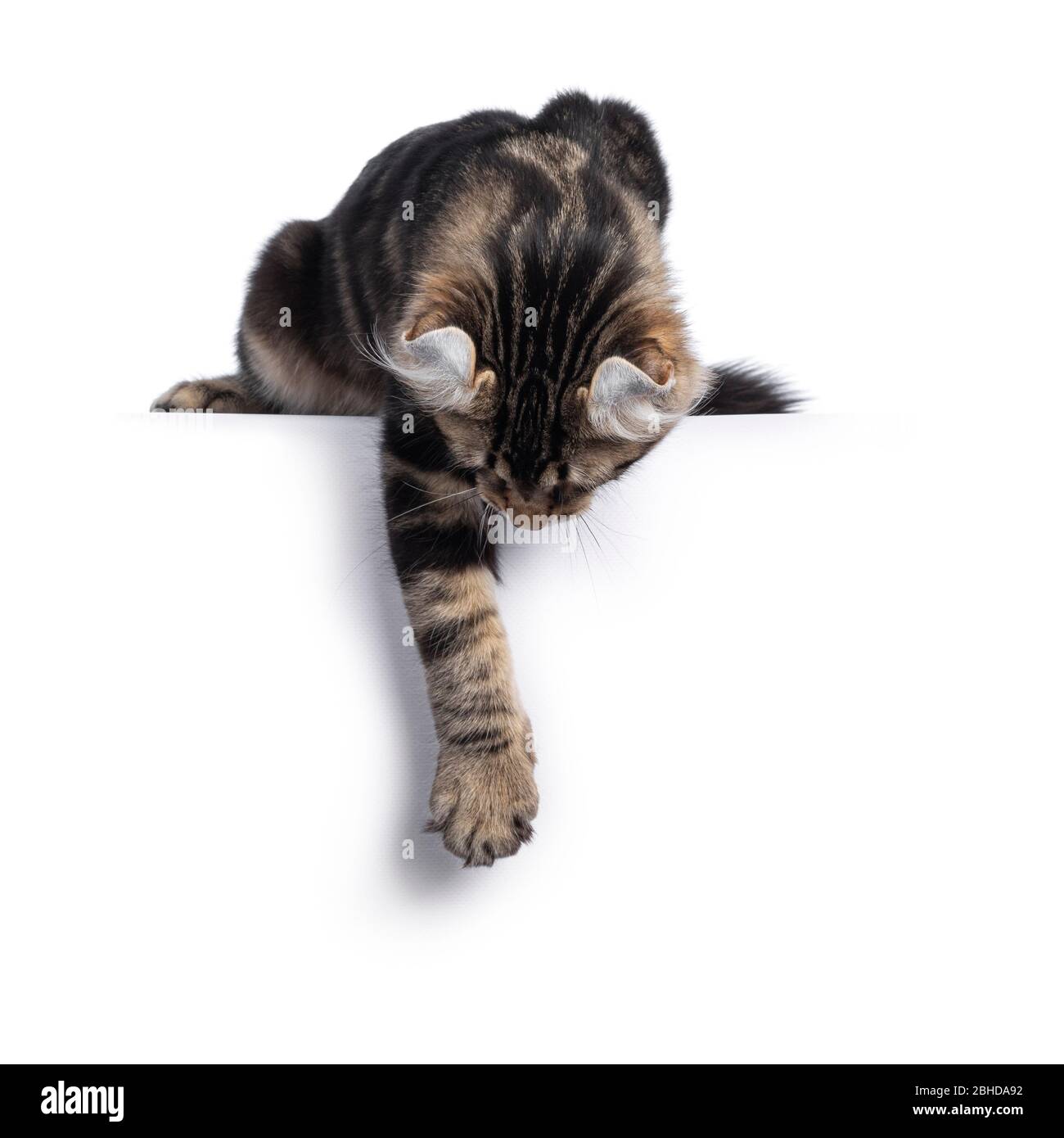 Adorable black tabby blotched American Curl cat kitten, hanging facing