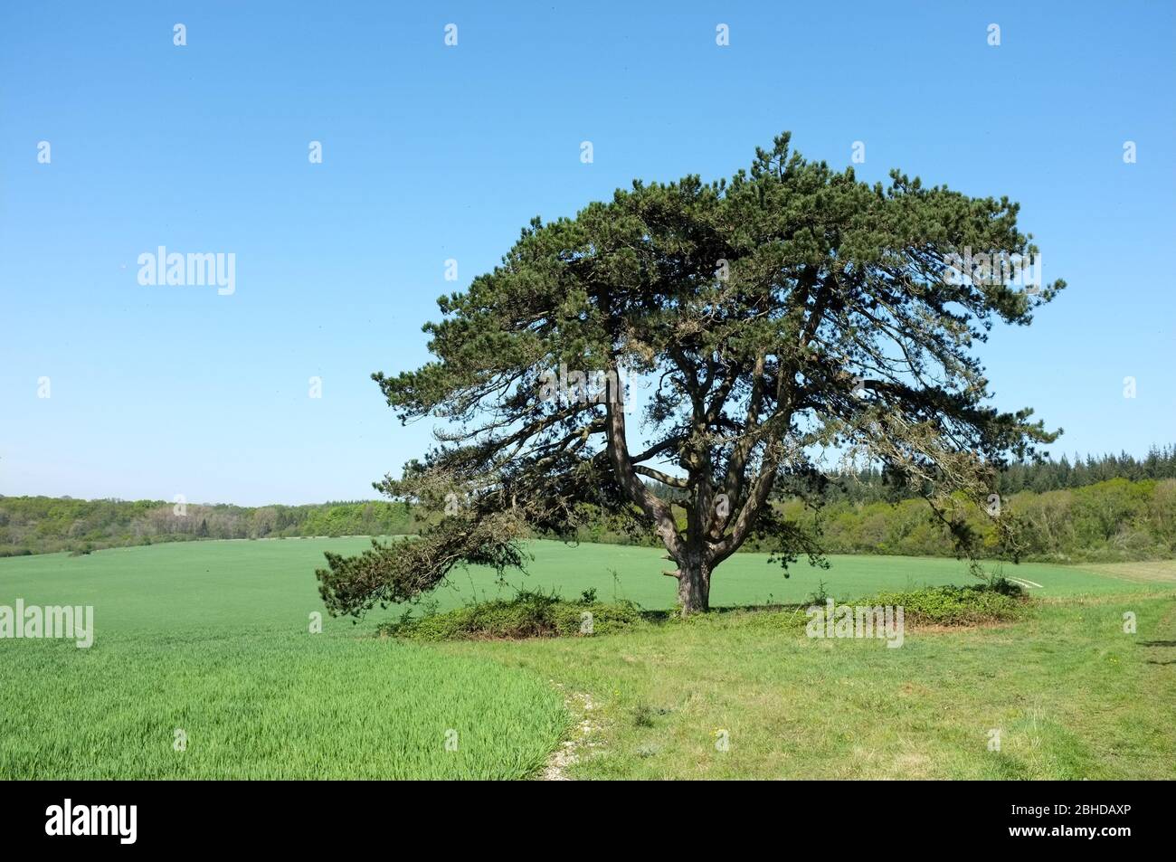 A lone English Oak tree stands in a field beside Grovely Wood in Wiltshire UK 2020. Stock Photo