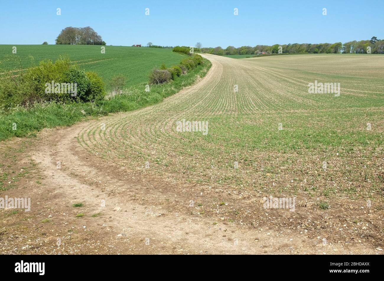 The curving edge of a farm field near Grovely Wood, Wilton. Wiltshire UK. 2020 Stock Photo
