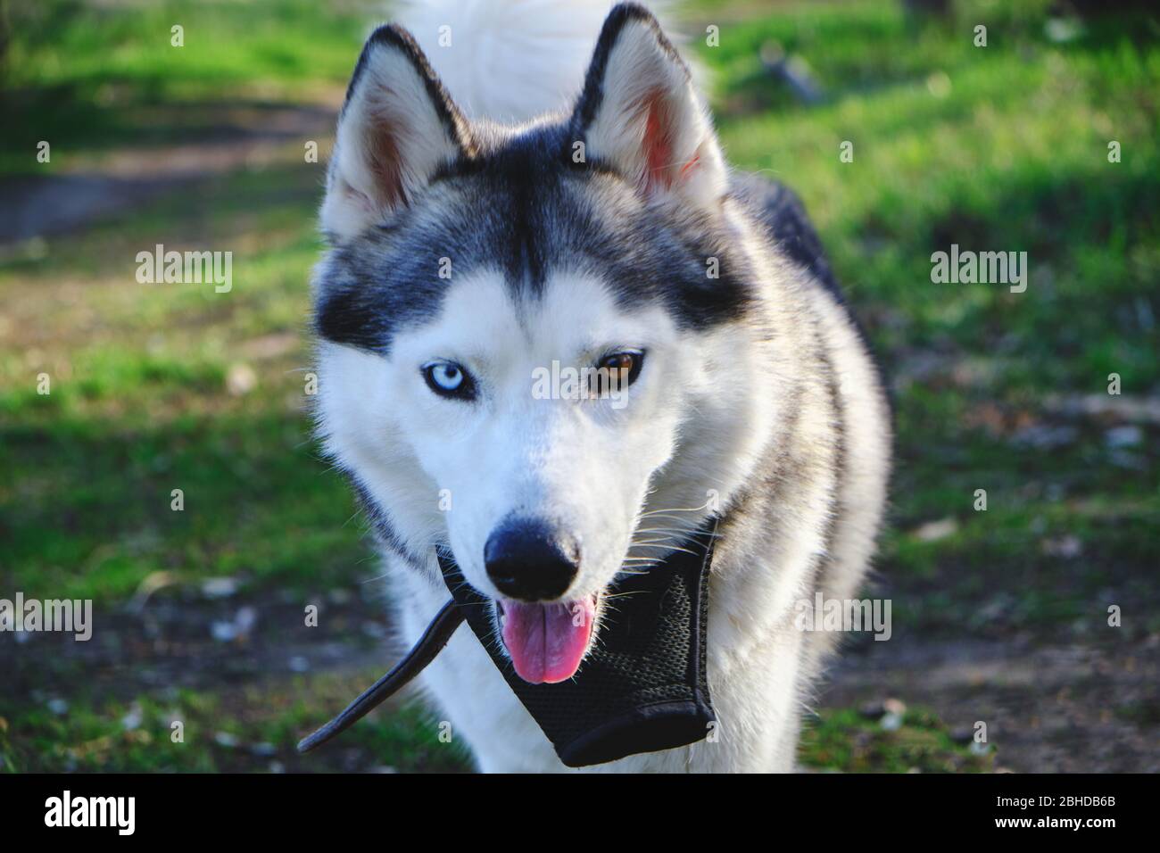 Beautiful muzzle of a running husky dog with different eyes, blue and