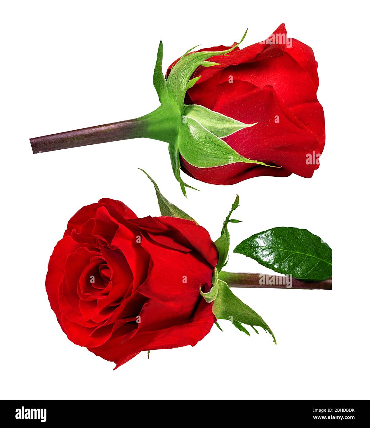 rose isolated on white background Stock Photo - Alamy