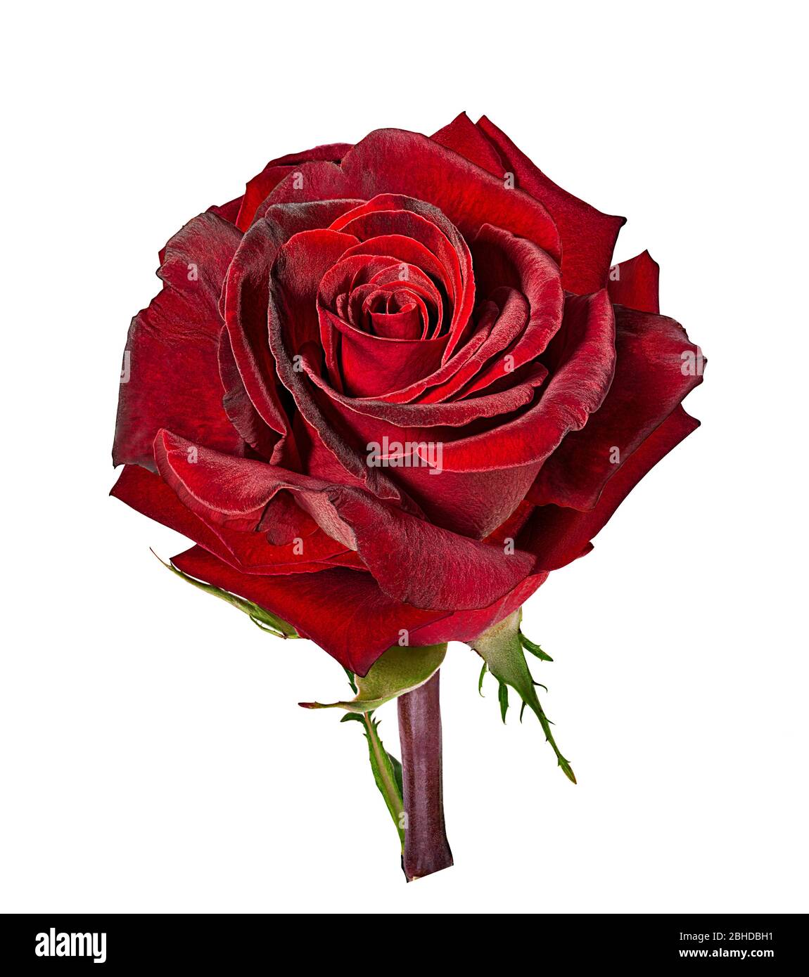 rose isolated on white background Stock Photo - Alamy