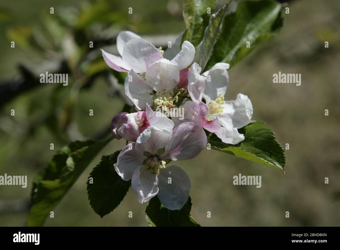 Close Up Of Flowering White Apple Blossom Tree Branches In English Country Garden During Spring Time Stock Photo Alamy Close Up Of Flowering White Apple Blossom Tree Branches In English Country Garden During Spring Time Stock Photo Alamy